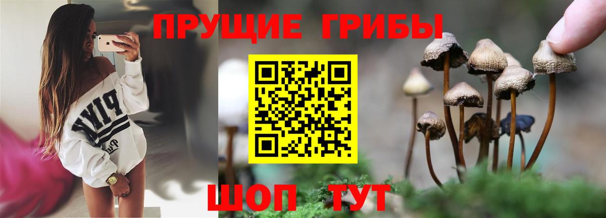 Псилоцибиновые грибы Psilocybe Десногорск